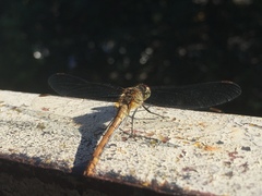 Sympetrum sanguineum