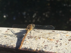 Sympetrum sanguineum