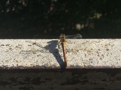 Sympetrum sanguineum