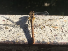 Sympetrum sanguineum