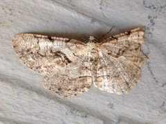 Cymatophora approximaria