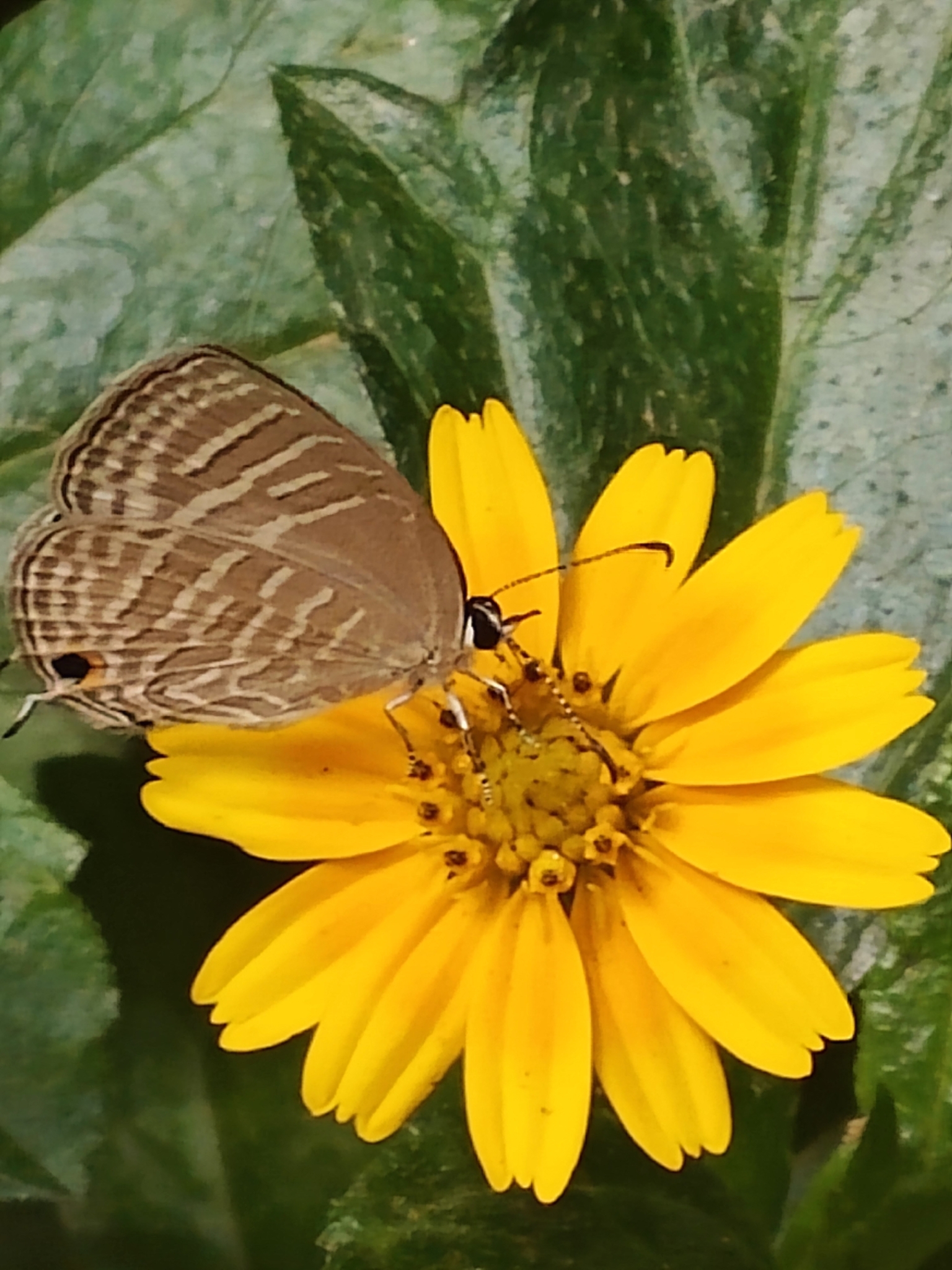 Common Cerulean