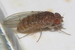 Drosophila repleta