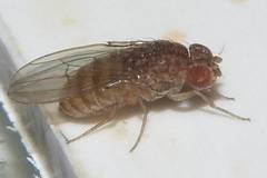Drosophila repleta