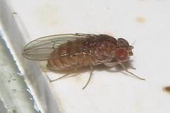 Drosophila repleta