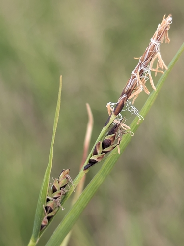 Carex ramenskii iNat (3)