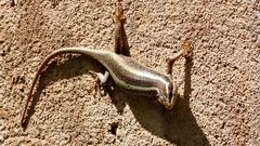 Trachylepis striata