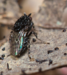 Poecilosomella