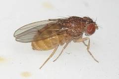 Drosophila repleta