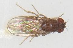 Drosophila repleta