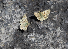 Muschampia lavatherae