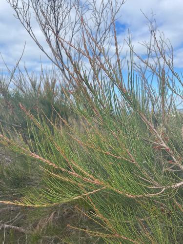 Allocasuarina emuina observed 2025-07-05