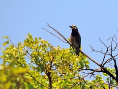 Stactolaema whytii