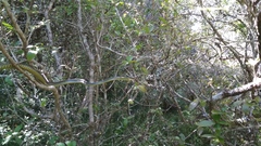 Chironius gouveai