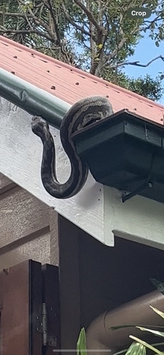 Coastal Carpet Python sighting
