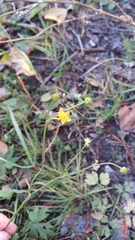 Ranunculus propinquus subborealis