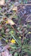 Ranunculus propinquus subborealis