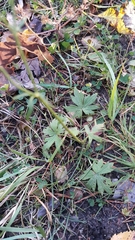 Ranunculus propinquus subborealis