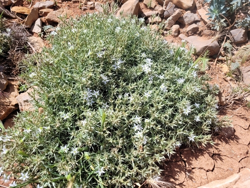 Arenaria pungens, photograph 3