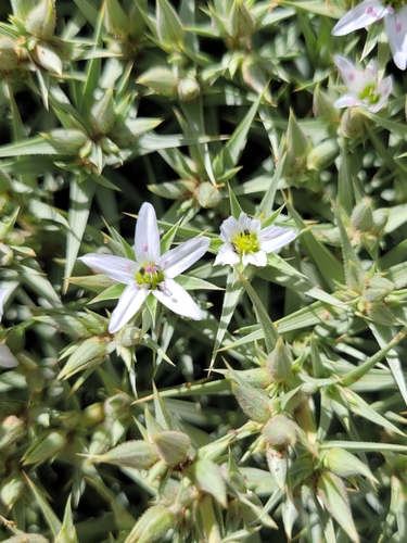 Arenaria pungens, photograph 4