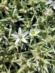 Arenaria pungens, photograph (c) Roland Godon, some rights reserved (CC BY)