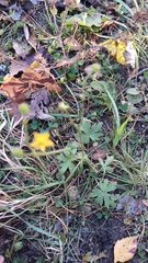 Ranunculus propinquus subborealis