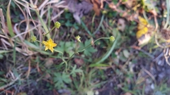 Ranunculus propinquus subborealis