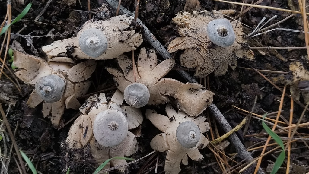 Geastrum tenuipes · July 2025 · photo: © zedt (iNaturalist, cc-by)