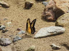 Heraclides androgeus reyesorum