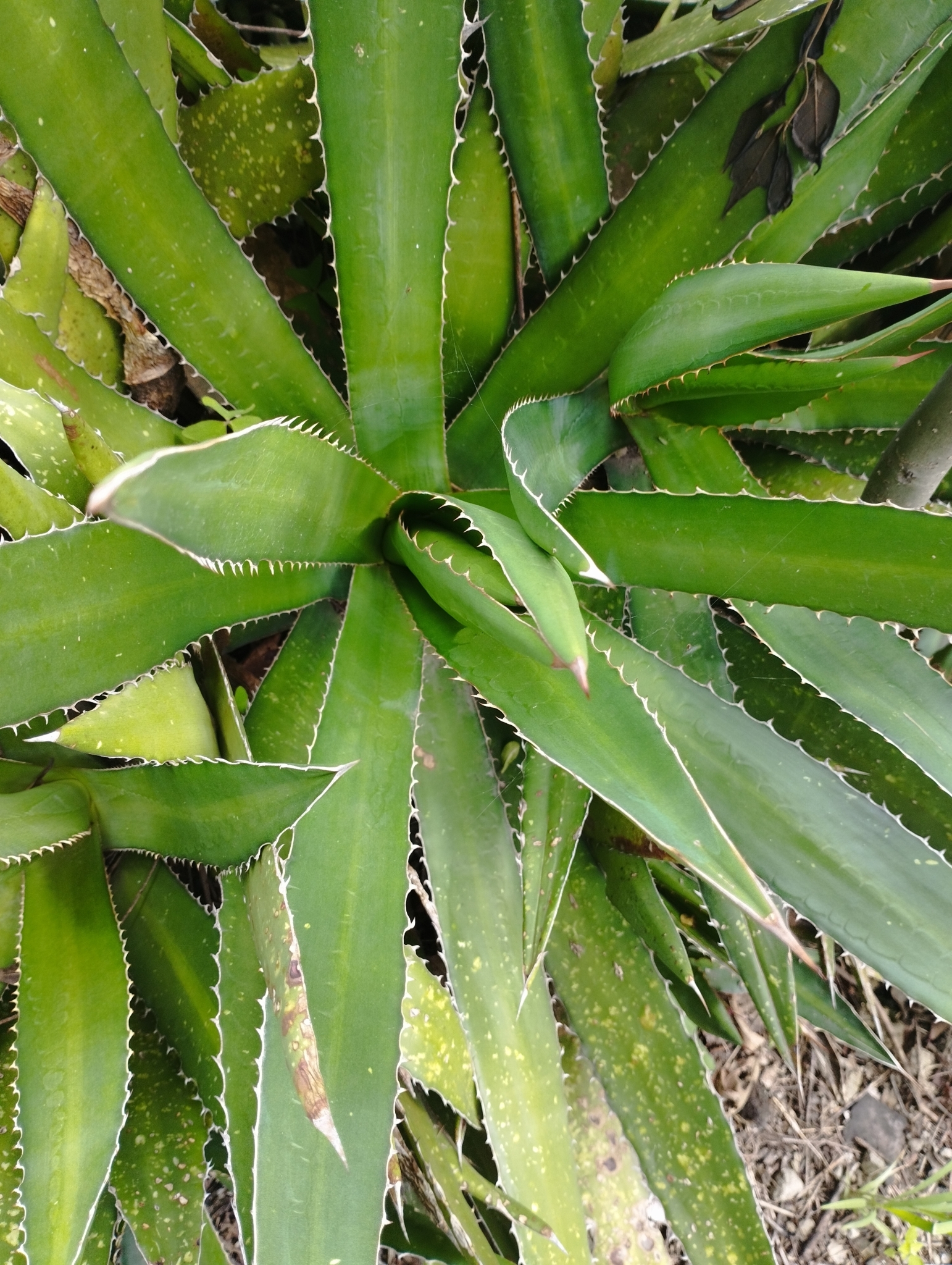 Agave angustiarum Trel. 3
