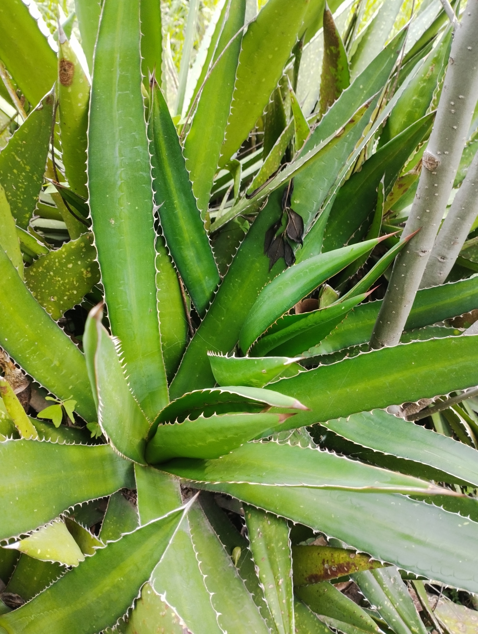 Agave angustiarum Trel. 4