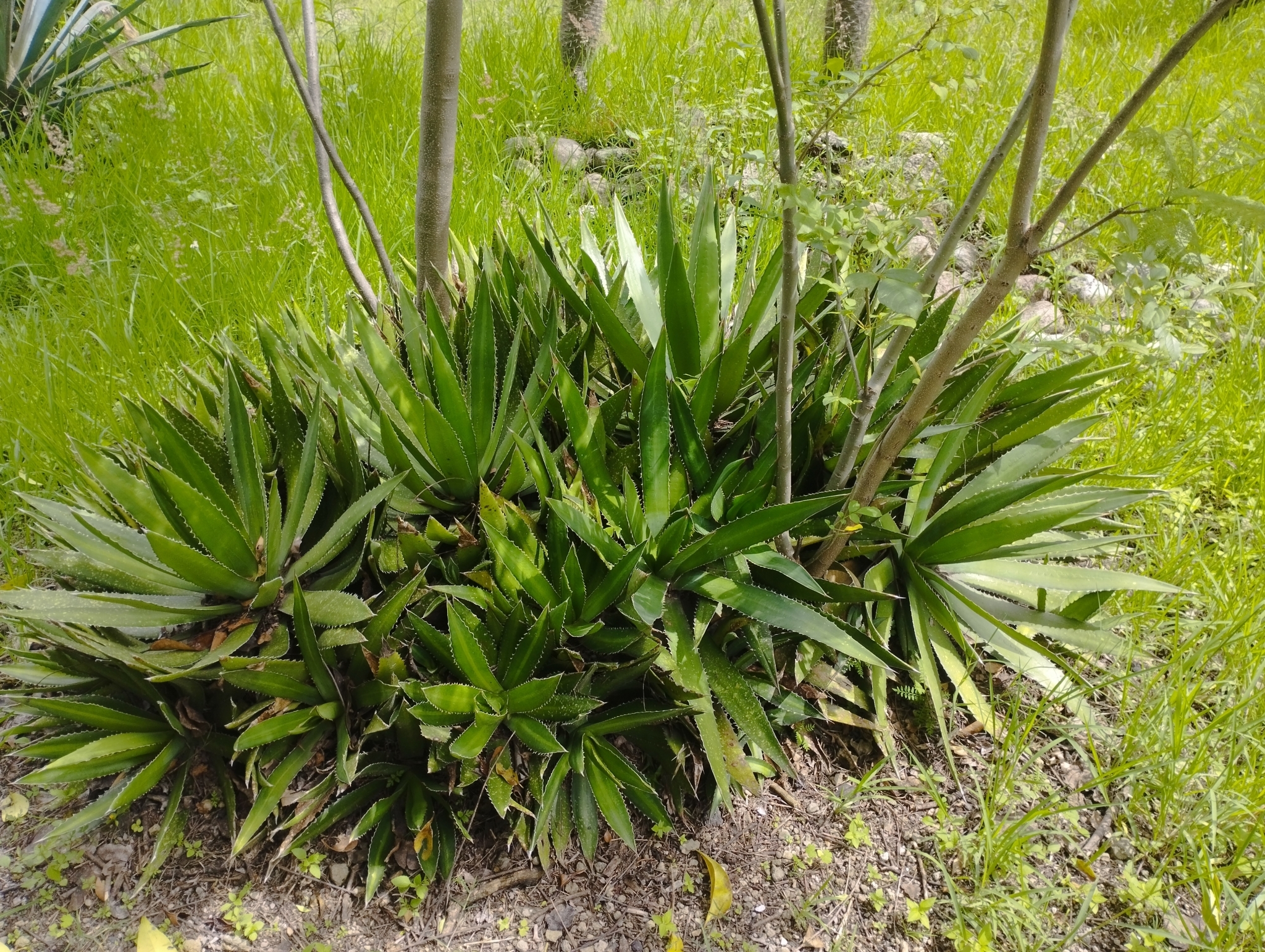 Agave angustiarum Trel. 5
