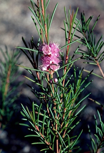Hypocalymma elongatum