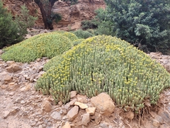 Euphorbia resinifera, photograph (c) Roland Godon, some rights reserved (CC BY)