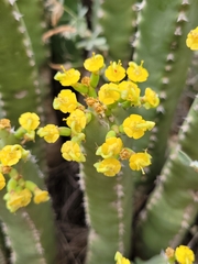 Euphorbia resinifera, photograph (c) Roland Godon, some rights reserved (CC BY)