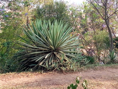 Agave vivipara