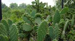 Opuntia chiangiana