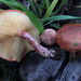 Gymnopilus thiersii - Photo (c) Damon Tighe, some rights reserved (CC BY-NC), uploaded by Damon Tighe