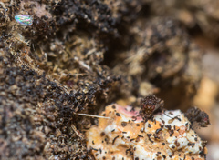 Poecilosomella