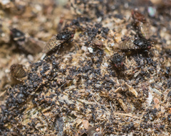 Poecilosomella