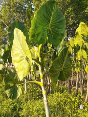 Montrichardia linifera