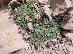 Pterocephalus depressus, photograph Roland Godon, CC BY, iNaturalist via GBIF