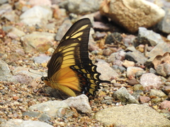 Heraclides androgeus reyesorum