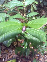 Palicourea apoda