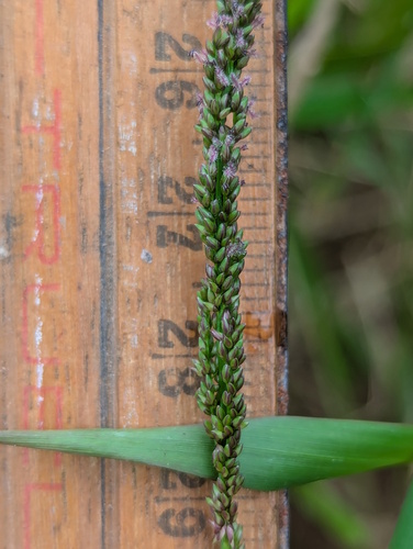 Sacciolepis myosuroides iNat (3)