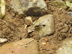 Eremnophila