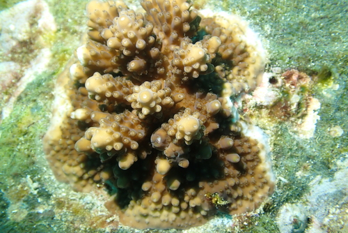 Acropora solitaryensis observed 2025-07-09