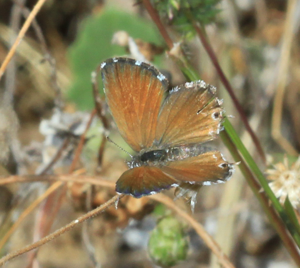 Karoo Bronze