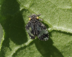 Dictyobia semivitrea
