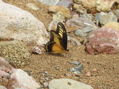 Heraclides androgeus reyesorum